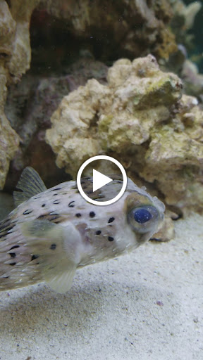 Pet Store «Fish Bowl Pets», reviews and photos, 1013 Hope St, Stamford, CT 06907, USA