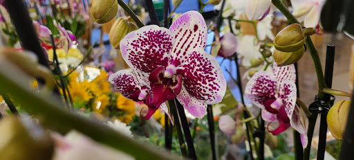 Health Food Store «Sprouts Farmers Market», reviews and photos, 4282 N 1st Ave, Tucson, AZ 85719, USA