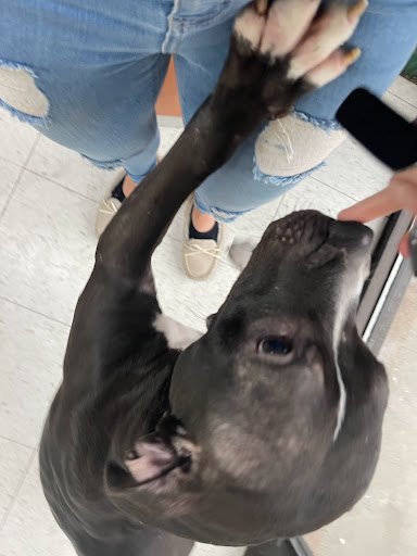 Pet Store «Pets Plus - Quakertown», reviews and photos, 117 S West End Blvd, Quakertown, PA 18951, USA