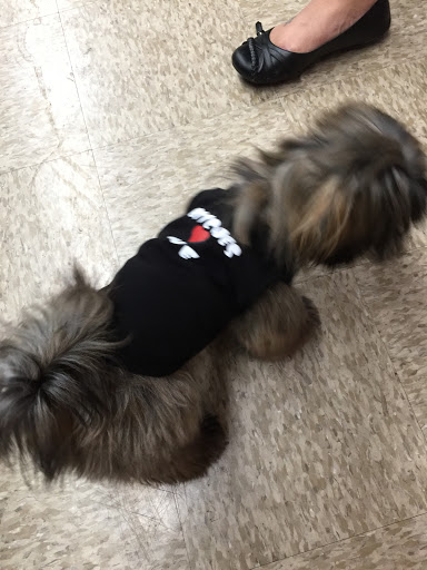 Pet Supply Store «Haute Dogs Boutique & Barkery», reviews and photos, 507 Georgia St, Vallejo, CA 94590, USA