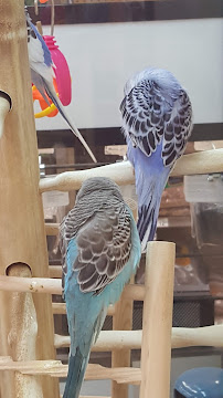 Petco - Photo 5 - Car repair in Seattle, WA, Seattle