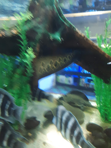 Pet Store «The Pet Zone», reviews and photos, 20 W Oak St, Pittston, PA 18640, USA