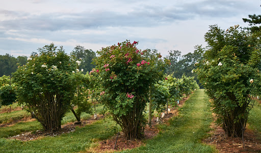 Vineyard «The Winery at Wolf Creek», reviews and photos, 2637 S Cleveland Massillon Rd, Barberton, OH 44203, USA