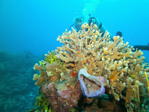 SCUBA Instructor «Anchor Bay Scuba Inc.», reviews and photos, 8655 Dixie Hwy, Fair Haven, MI 48023, USA