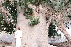 Large Baobab Tree | شجرة الماشوة العملاقة image