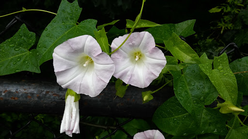 Park «Seton Falls Park», reviews and photos, E 233rd St, Bronx, NY 10466, USA