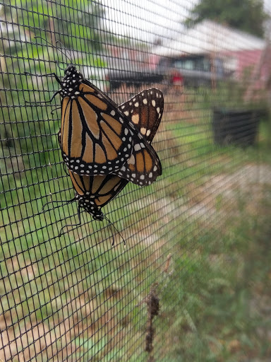 Farm «Idlewild Butterfly Farm», reviews and photos, 1100 Logan St, Louisville, KY 40204, USA