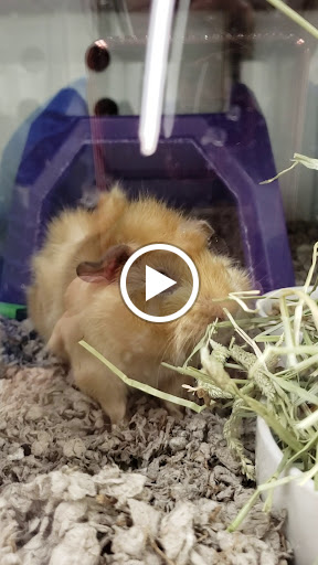 Pet Supply Store «Petco Animal Supplies», reviews and photos, 3495 Sports Arena Blvd, San Diego, CA 92110, USA