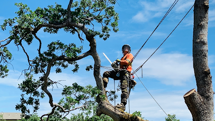 Expert Tree Cutting