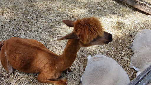 Animal Rescue Service «Ray of Light Farm Inc», reviews and photos, 232 Town St, East Haddam, CT 06423, USA