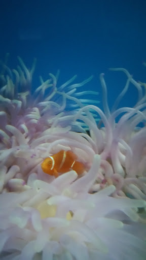 Tropical Fish Store «Ocean Aquarium», reviews and photos, 6820 E Black Horse Pike, Egg Harbor Township, NJ 08234, USA