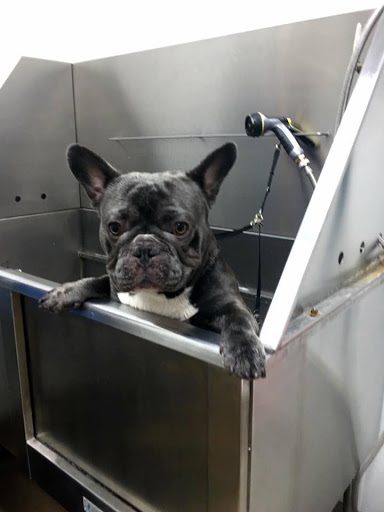 Pet Store «Pet Planet Ridgeview», reviews and photos, 2910 N Power Rd #103, Mesa, AZ 85215, USA