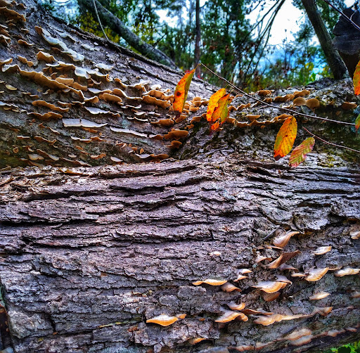 Nature Preserve «Beanblossom Bottoms Nature Preserve - Sycamore Land Trust», reviews and photos, N Woodall Rd, Ellettsville, IN 47429, USA