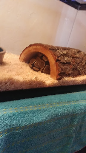 Reptile Store «MOC Reptiles», reviews and photos, 643 NE 125th St, North Miami, FL 33161, USA