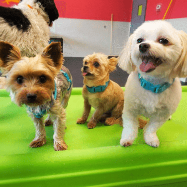 Dogtopia of Omaha-West