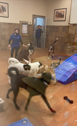 Pet Supply Store «PetSmart», reviews and photos, 131 Highlands Blvd Dr, Manchester, MO 63011, USA