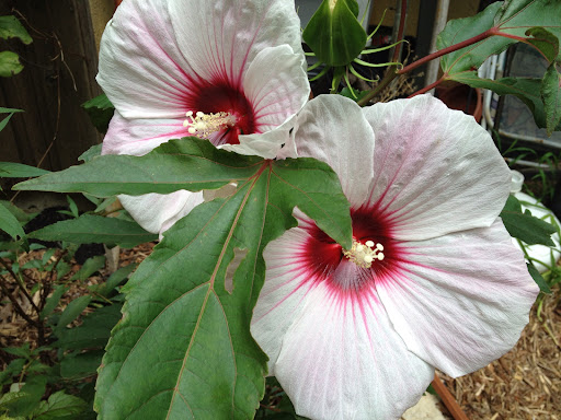 Garden Center «Beachside Gardens & Gifts», reviews and photos, 3725 US-12, Michigan City, IN 46360, USA