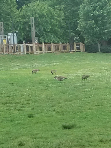 Zoo «Nashville Zoo at Grassmere», reviews and photos, 3777 Nolensville Pike, Nashville, TN 37211, USA