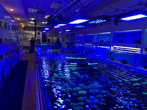 Tropical Fish Store «Advanced Marine Aquatics», reviews and photos, 1083 Willis Ave, Albertson, NY 11507, USA