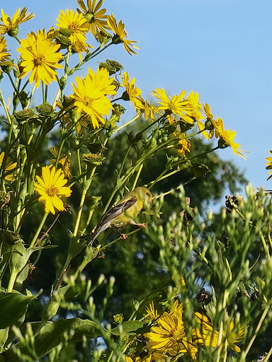 Visitor Center «Golden Pond Visitor Center & Planetarium», reviews and photos, 238 Visitor Center Dr, Golden Pond, KY 42211, USA