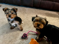 Viewmont Animal Hospital - Photo 4 - Car repair in Hickory, NC, Hickory