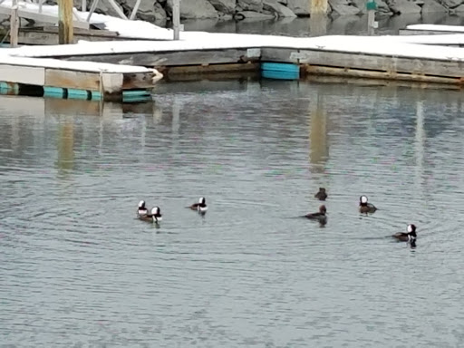 Nature Preserve «Cove Island Wildlife Sanctuary», reviews and photos, 1125 Cove Rd, Stamford, CT 06902, USA