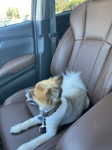 Pet Supply Store «PetSmart», reviews and photos, 30515 Av. de Las Flores, Rancho Santa Margarita, CA 92688, USA