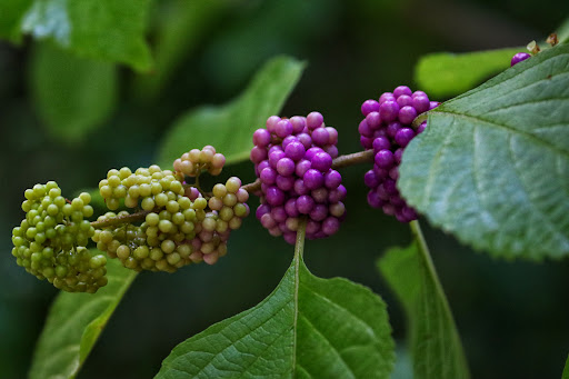 Park «Secret Lake Park», reviews and photos, 200 N Triplet Lake Dr, Casselberry, FL 32707, USA