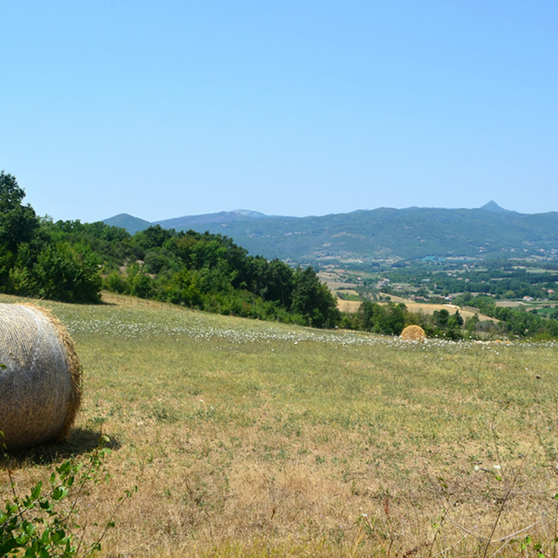 Azienda Olivicola Petrazzuoli