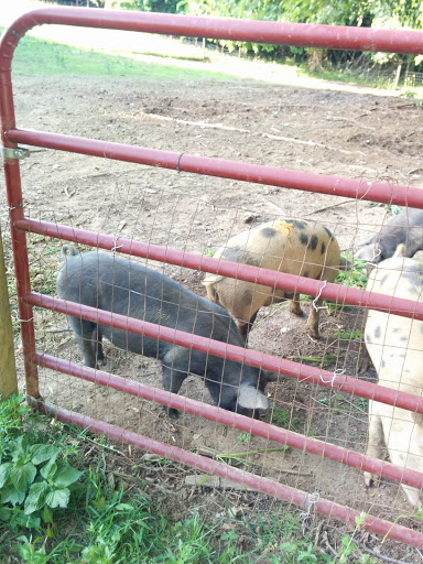 Non-Profit Organization «Blue Ridge Center For Environmental Stewardship», reviews and photos, 11661 Harpers Ferry Rd, Purcellville, VA 20132, USA