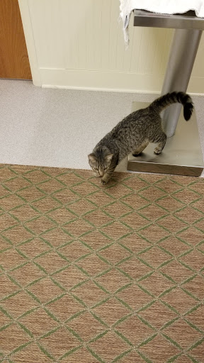 Animal Shelter «Humane Society of Ocean City», reviews and photos, 1 Shelter Rd, Ocean City, NJ 08226, USA