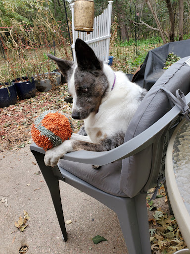 Neighborhood Veterinary Care image