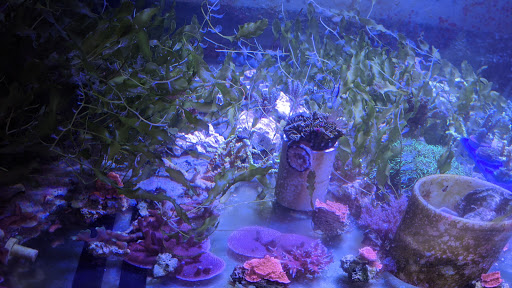 Pet Store «Exotic Fish», reviews and photos, 406 Northside Dr # F, Valdosta, GA 31602, USA