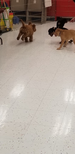 Pet Supply Store «Petco Animal Supplies», reviews and photos, 16095 W Bluemound Rd, Brookfield, WI 53005, USA