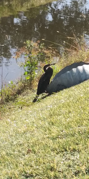 Clinic for the Rehabilitation of Wildlife (CROW) - Visitor Education Center by Google