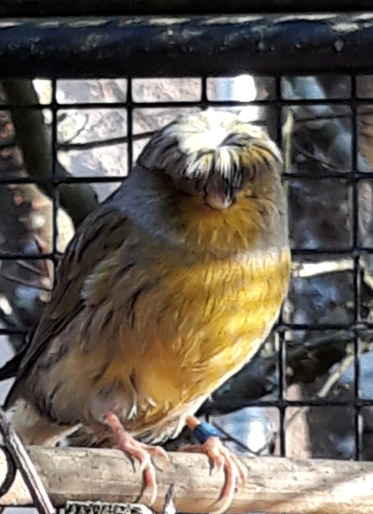 Photo n° 2 de l'avis de muzard.e fait le 06/03/2018 à 17:15