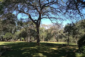 Bosque da Paz image