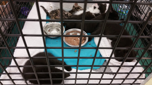 Pet Supply Store «Petco Animal Supplies», reviews and photos, 70 Trinity Point Dr, Washington, PA 15301, USA