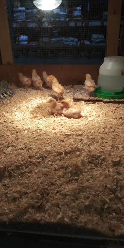 Pet Supply Store «Western Feed & Pet Supply», reviews and photos, 5935 Don Way, Carmichael, CA 95608, USA