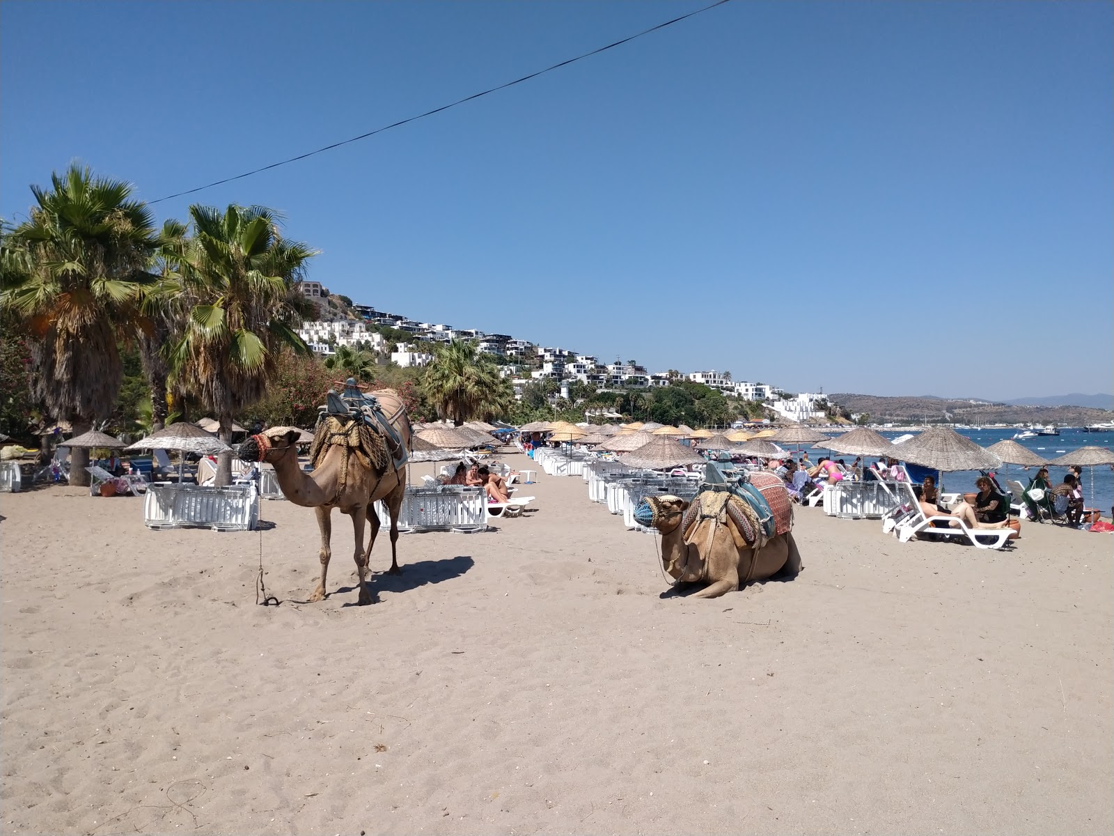 Foto de Camel beach y el asentamiento