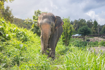 Elephant Sanctuary Thailand - Offices