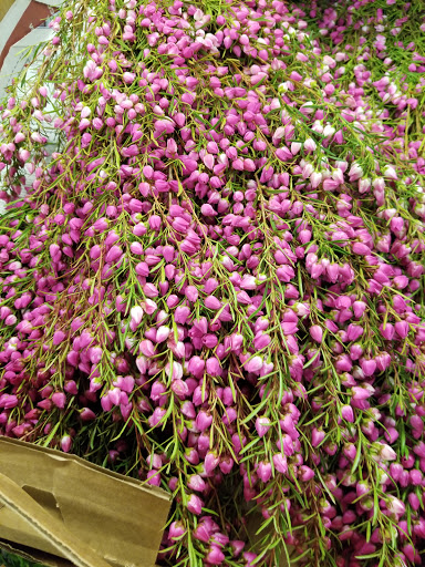 Florist «Sieck-Wright Floral Products», reviews and photos, 231 Monmouth St, Hightstown, NJ 08520, USA