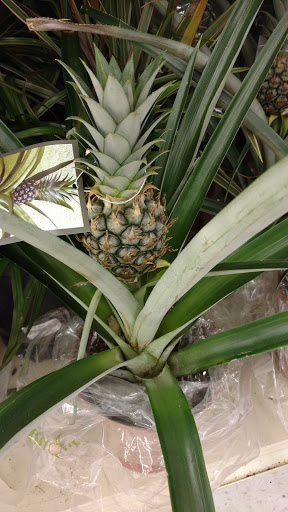 Grocery Store «Food Lion», reviews and photos, 466 Ritchie Hwy, Severna Park, MD 21146, USA