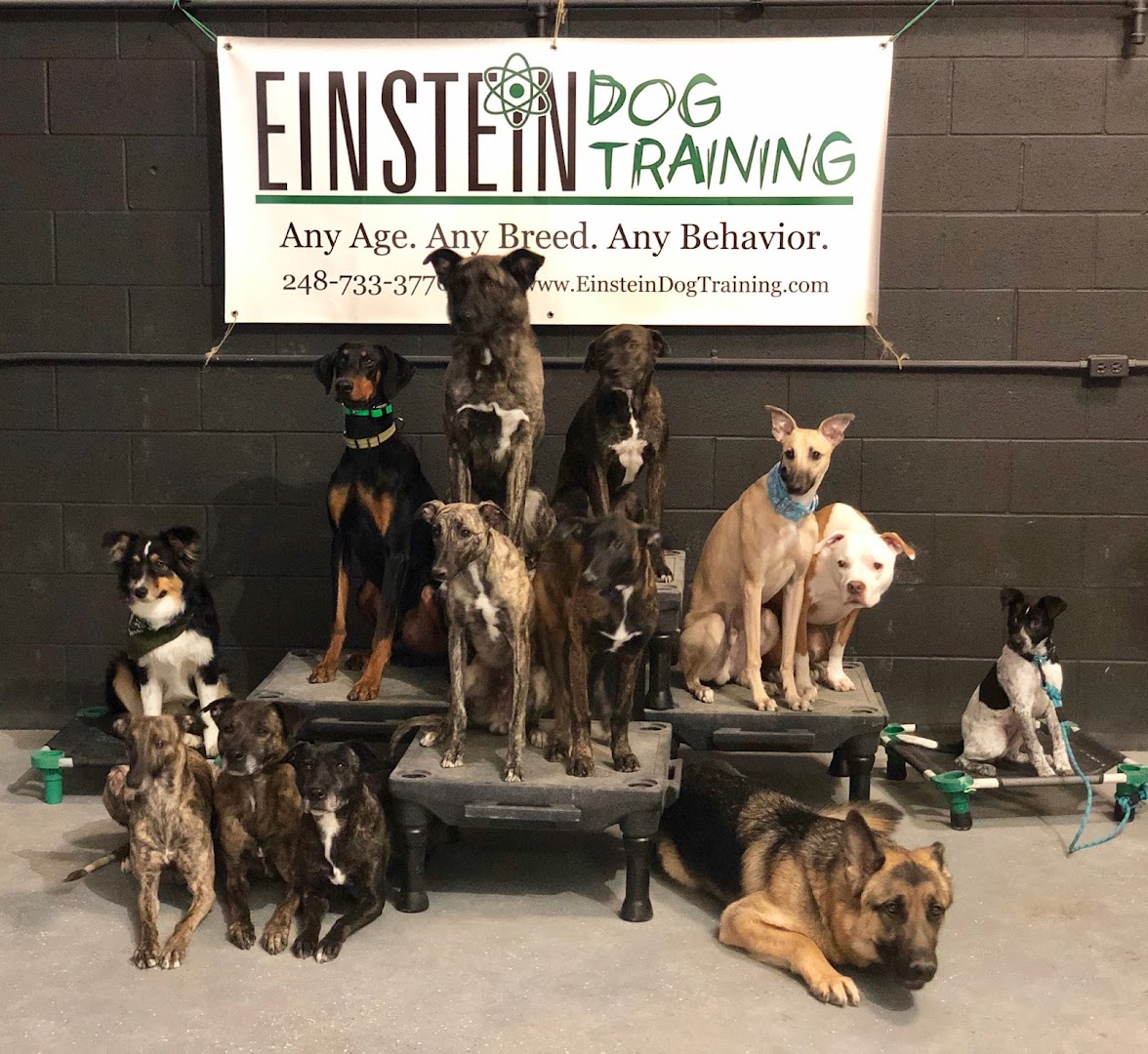 Einstein Dog Training - Lansing