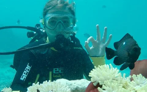 Scuba World Diving Mauritius- PADI 5 Star Dive Resort image
