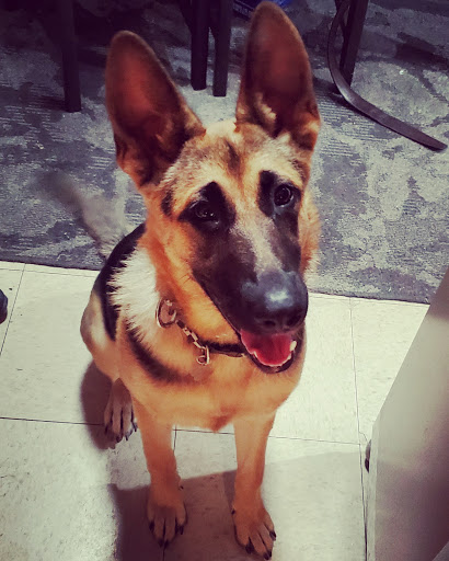 Pet Groomer «Pupazzo Dog Grooming Xprss & Pet Supplies», reviews and photos, 2080 E Pacific Coast Hwy, Long Beach, CA 90804, USA