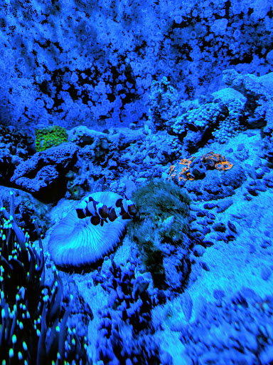 Aquarium Shop «Sea Creature Aquarium», reviews and photos, 1455 Mineral Spring Ave, North Providence, RI 02904, USA