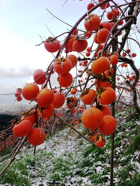柿と梨の平井農園