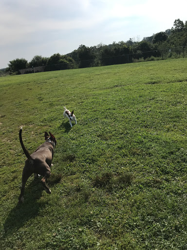 Park «Maple Hill Dog Park», reviews and photos, 390 County Rd 78, Middletown, NY 10940, USA