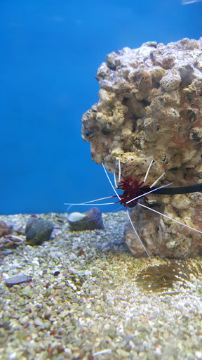 Pet Supply Store «Petco Animal Supplies», reviews and photos, 1610 Avenue Y, Brooklyn, NY 11235, USA